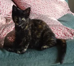 Pookie, chat de l'association