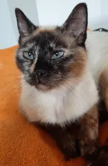 HERMINE, chat de l'association