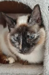 HERMINE, chat de l'association