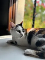 Perla, chat de l'association