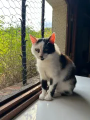 Perla, chat de l'association