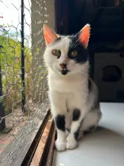 Perla, chat de l'association