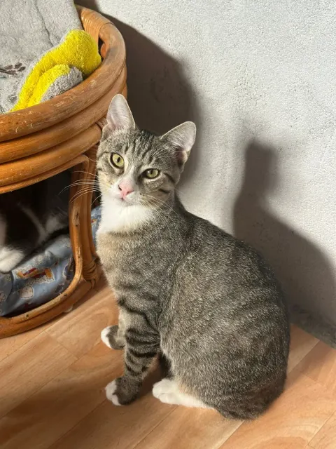 Gaston, chat de l'association