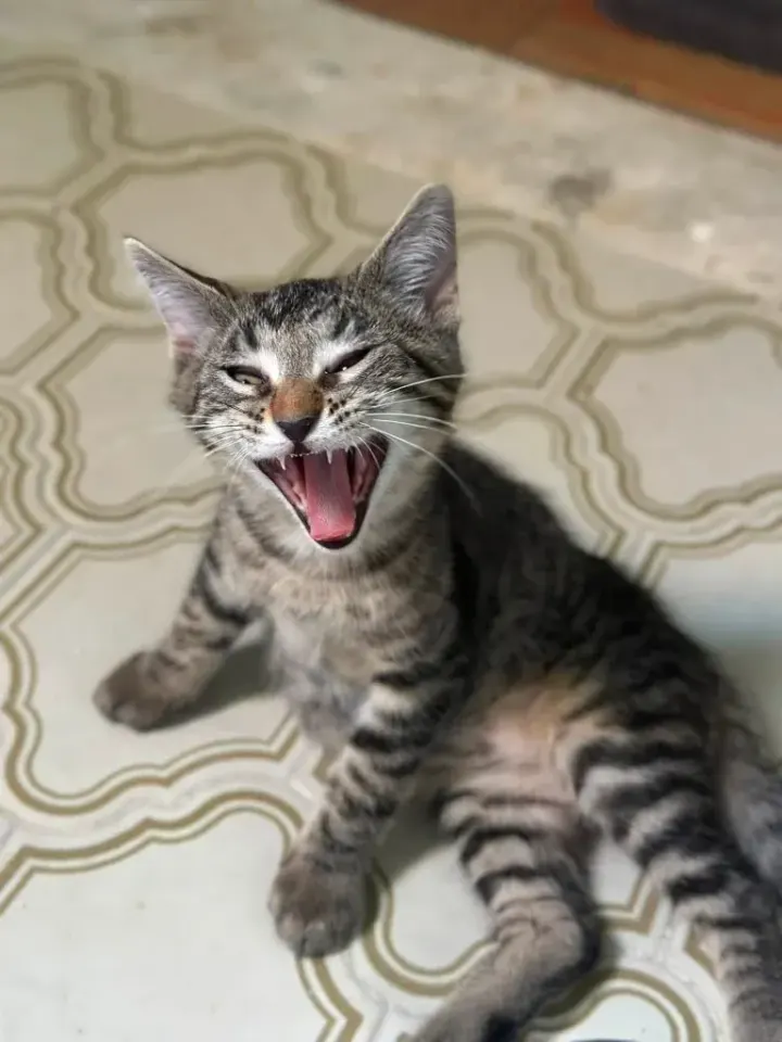 Albert, chaton tigré assis la gueule ouverte