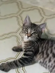 Albert, chaton tigré allongé qui regarde vers le haut
