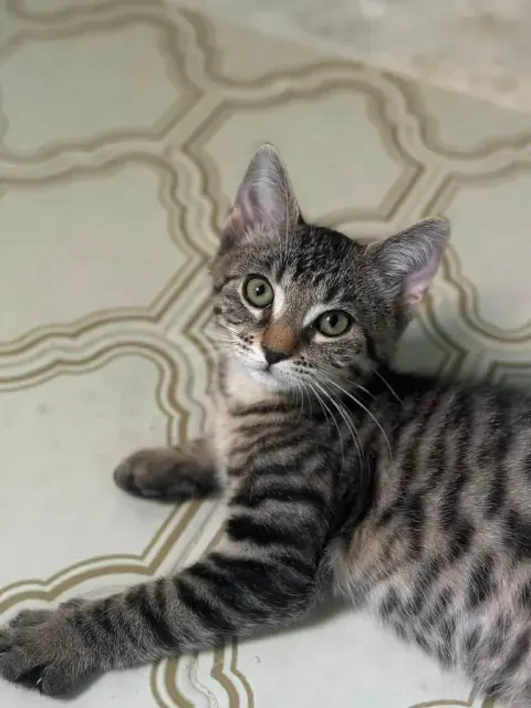 Albert, chaton tigré allongé qui regarde vers le haut