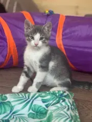Cookie, chaton gris et blanc de 2 mois assis devant un tunnel de jeu