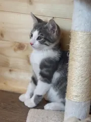 Cookie, chaton gris et blanc, de profil près d’un griffoir