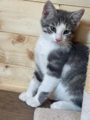Cookie, chaton gris et blanc, assis face à l’objectif