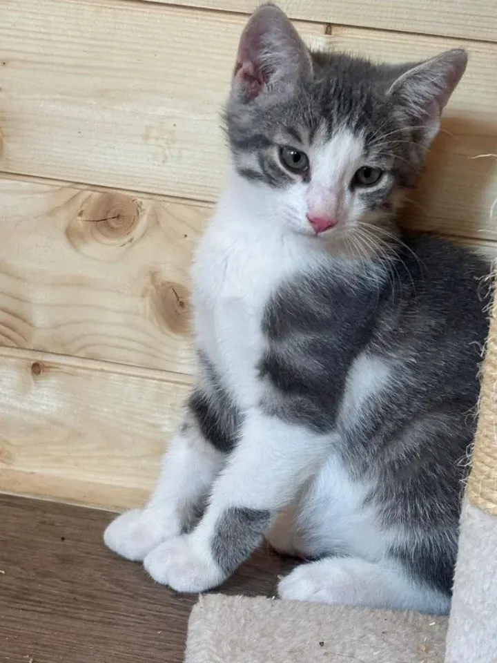 Cookie, chaton gris et blanc, assis face à l’objectif