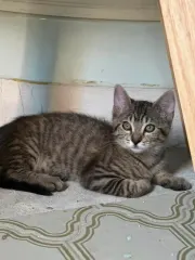 Simone, chaton tigré face à l’objectif