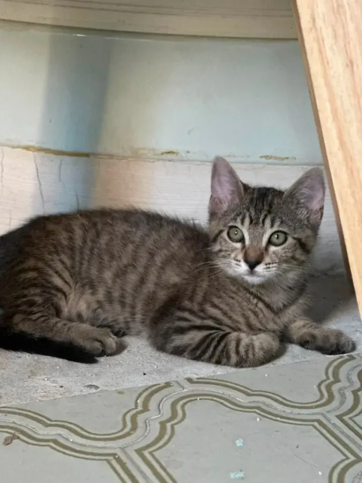 Simone, chaton tigré face à l’objectif