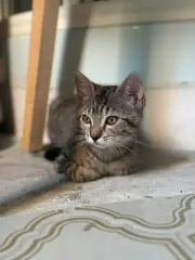 Simone, chaton tigré assis de profil