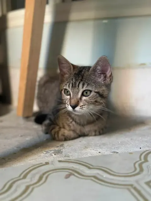 Simone, chaton tigré assis de profil